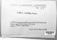 Image of Poria aurea
